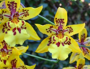 Gelbe Orchidee Gelbe Orchidee