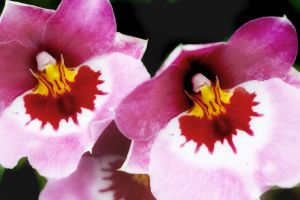 Achten Sie auf eine korrekte Orchideen Pflege für eine schöne Blüte. Orchideen pflegen