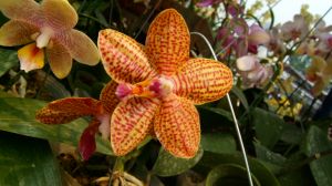 Sie sollten niemals gesunde Orchideen schneiden Orchideen schneiden