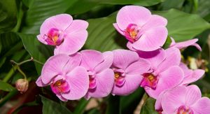 Rosa Orchidee Rosa Orchidee