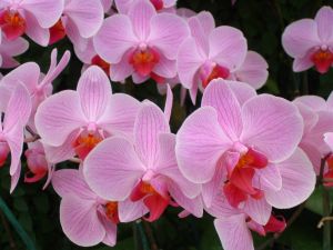 Rosa Phalaenopsis Rosa Phalaenopsis