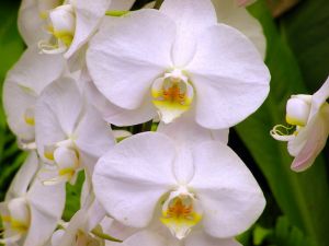 Weiße Phalaenopsis Weiße Phalaenopsis