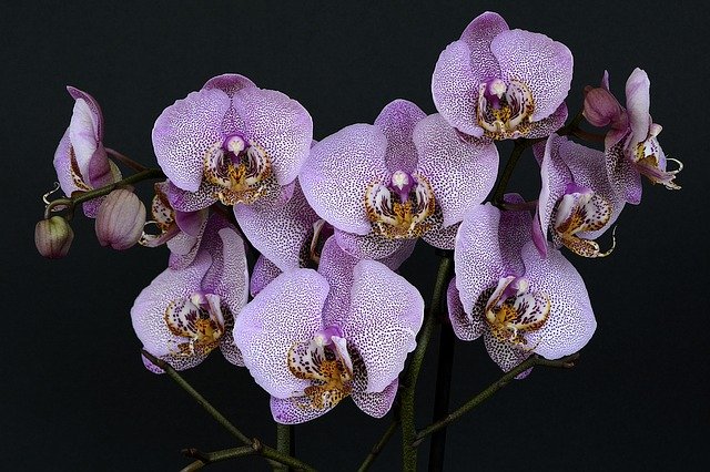 (c) Orchideenratgeber.de