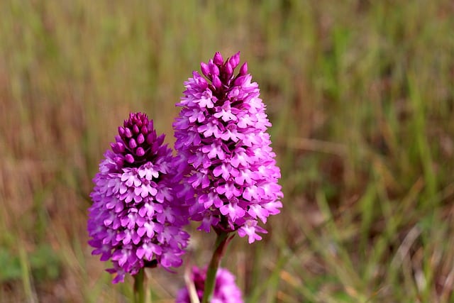 Wilde Orchideen